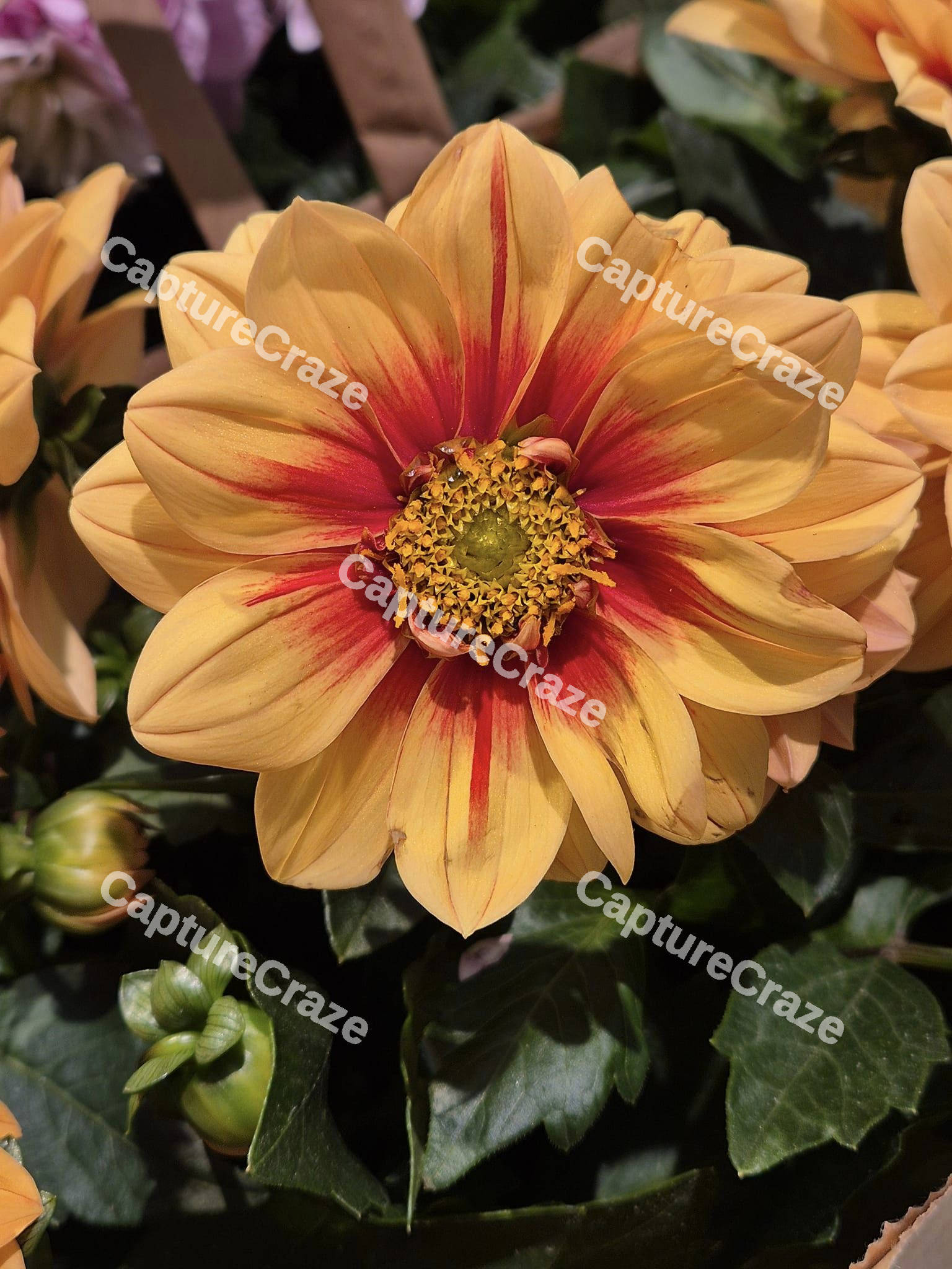 Dahlie Flower